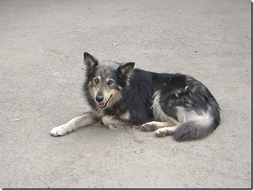 IMGP0387_orphanage dog.JPG