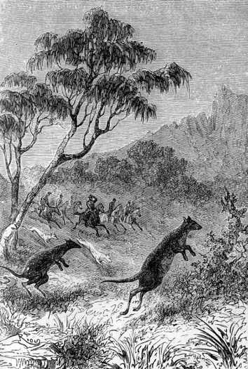 The dogs roused a band of kangaroos