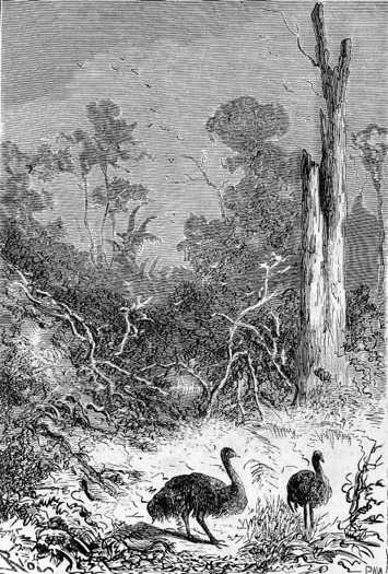 A couple of emus … passed between the shrubs